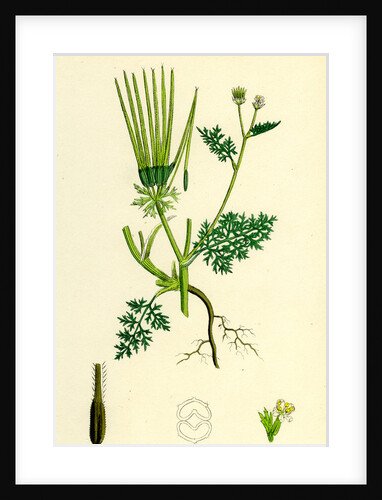 Scandix Pecten-Veneris Common Venus'-Comb by Anonymous