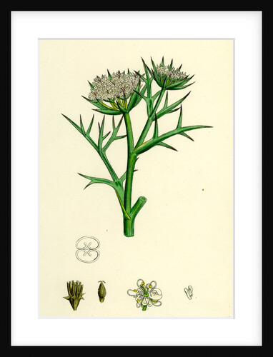 Echinophora Spinosa Sea Prickly-Samphire by Anonymous