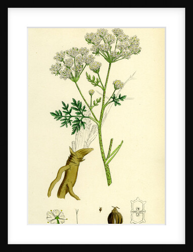 Conium Maculatum Common Hemlock by Anonymous