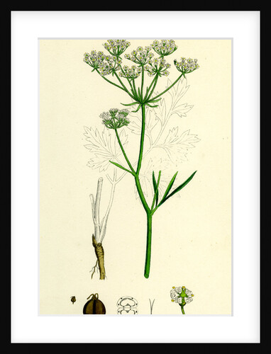 Physospermum Cornubiense Cornish Bladder-Seed by Anonymous