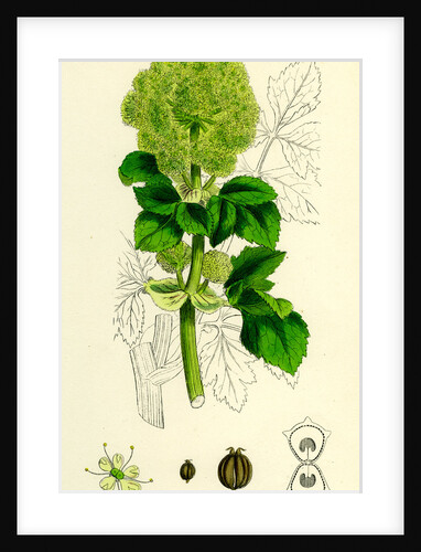 Smyrnium Olusatrum Common Alexanders by Anonymous