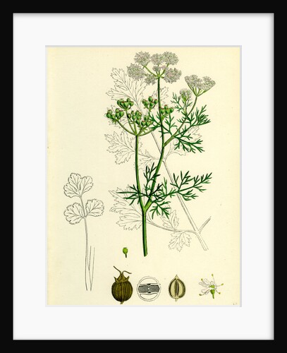 Coriandrum Sativum Common Coriander by Anonymous