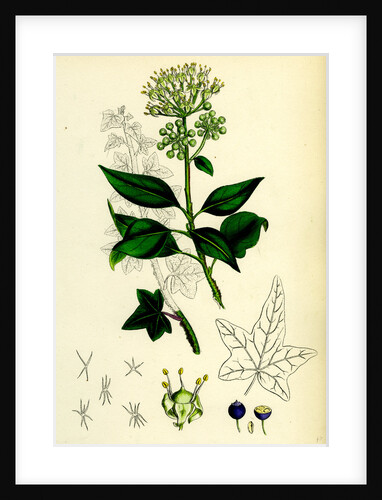Hedera Helix Common Ivy by Anonymous
