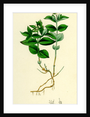 Cornus Succica Dwarf Cornel by Anonymous