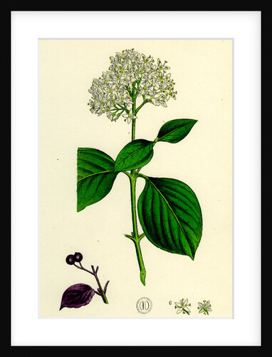 Cornus Sanguinea Common Dogwood by Anonymous