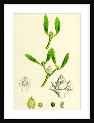 Viscum Album Common Mistletoe by Anonymous