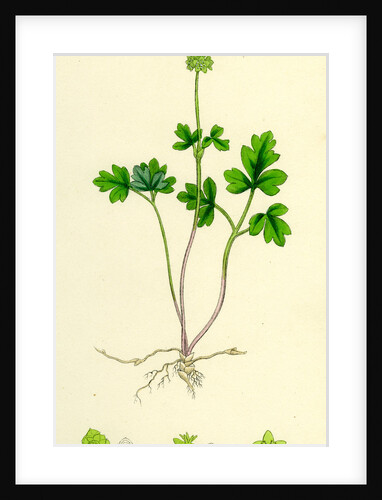 Adoxa Moschatellina Tuberous Moschatel by Anonymous