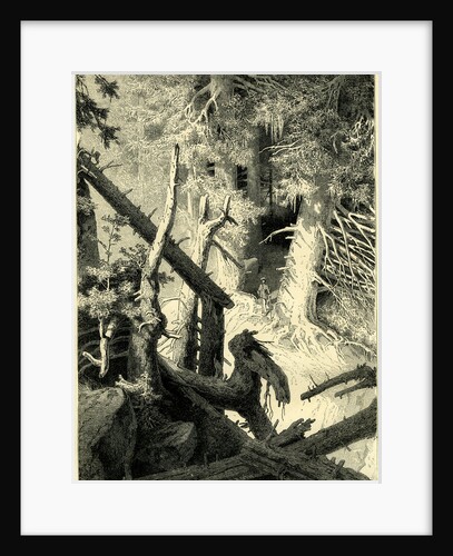 In the Fine Forest Switzerland by Anonymous