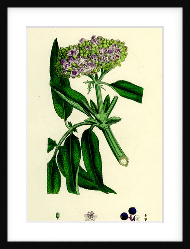 Sambucus Ebulus Danewort by Anonymous