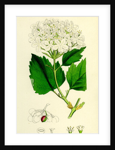 Viburnum Opulus Common Guelder-Rose by Anonymous