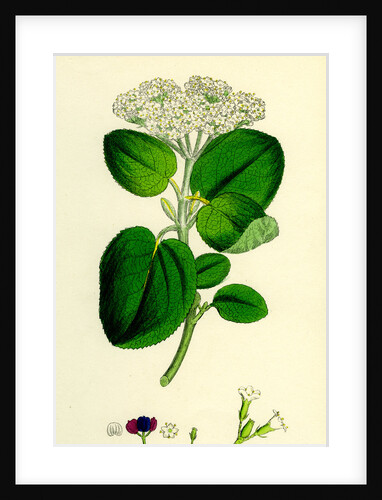 Viburnum Lantana Wayfaring-Tree by Anonymous