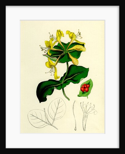 Lonicera Caprifolium Perfoliate Woodbine by Anonymous