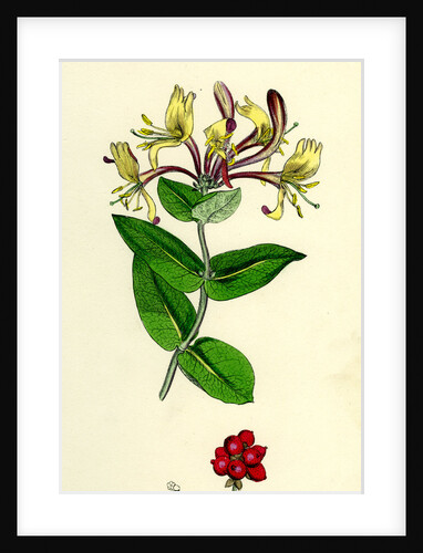 Lonicera Periclymenum Common Woodbine by Anonymous