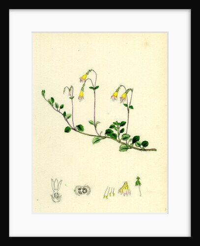 Linnaea Borealis Two-Flowered Linnaea by Anonymous