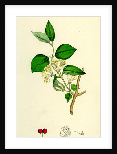 Lonicera Xylosteum Upright Fly-Honeysuckle by Anonymous