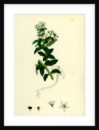 Rubia Peregrina Wild Madder by Anonymous