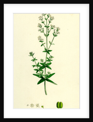 Galium Boreale Cross-Leaved Bedstraw by Anonymous