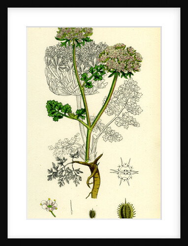 Daucus Carota Var. Gummifer Sea Carrot by Anonymous