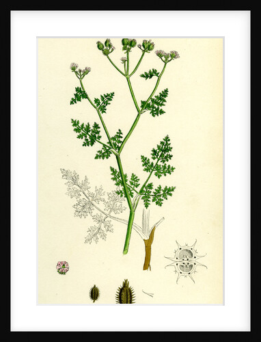 Caucalis Daucoides Small Bur-Parsley by Anonymous