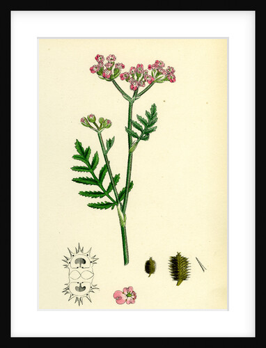 Caucalis Latifolia Great Bur-Parsley by Anonymous