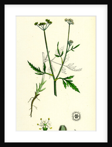 Caucalis Infesta Field Hedge-Parsley by Anonymous