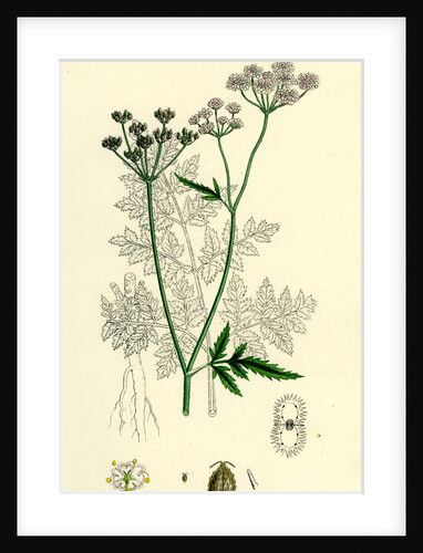 Caucalis Anthriscus Upright Hedge-Parsley by Anonymous