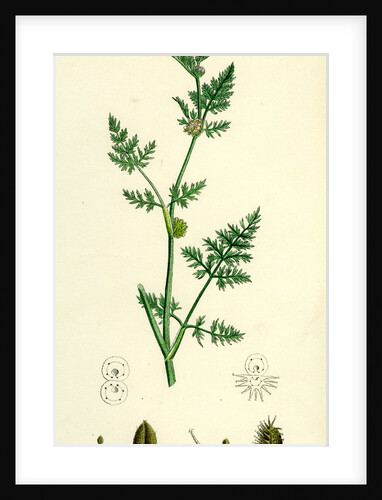 Caucalis Nodosa Knotted Hedge-Parsley by Anonymous