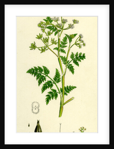 Chaerophyllum Anthriscus Common Chervil by Anonymous