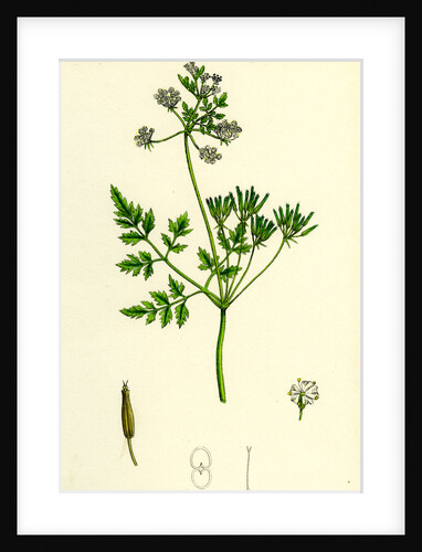 Chaerophyllum Cerefolium Garden Chervil by Anonymous