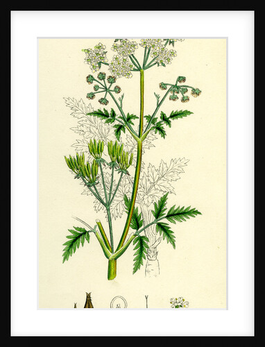Chaerophyllum Sylvestre Wild Chervil by Anonymous