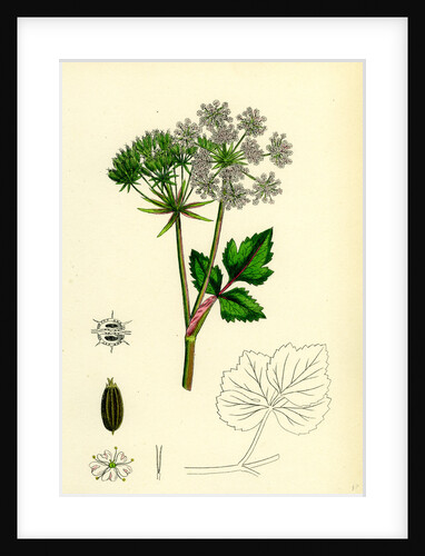Ligusticum Scoticum Sea Lovage by Anonymous