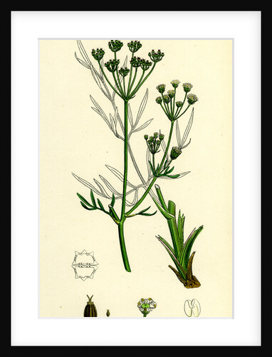 Silaus Pratensis Meadow Sulphurwort by Anonymous