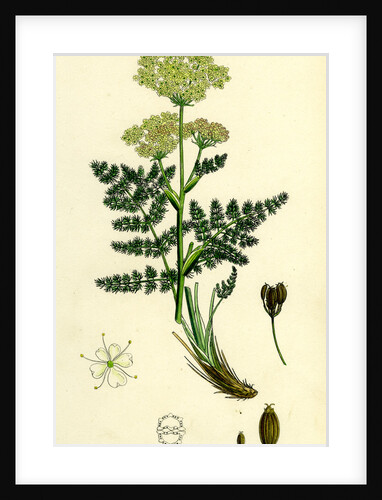 Meum Athamanticum Bald-Money by Anonymous