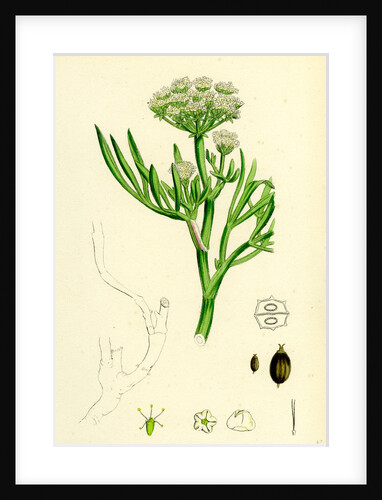 Crithmum Maritimum Rock-Samphire by Anonymous