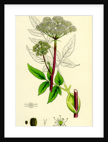 Angelica Sylvestris Wild Angelica by Anonymous