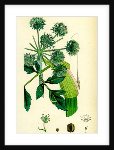 Angelica Archangelica Garden Angelica by Anonymous