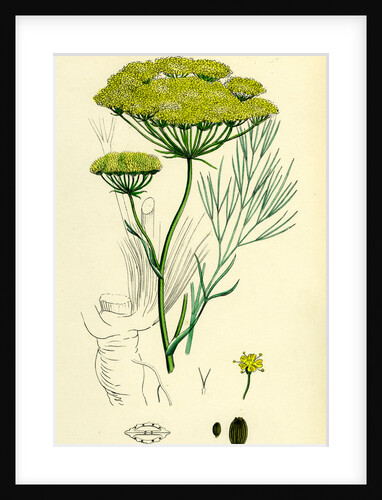 Peucedanum Officinale Sea Hog's-Fennel by Anonymous