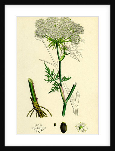 Peucedanum Palustre Marsh Hog's-Fennel by Anonymous
