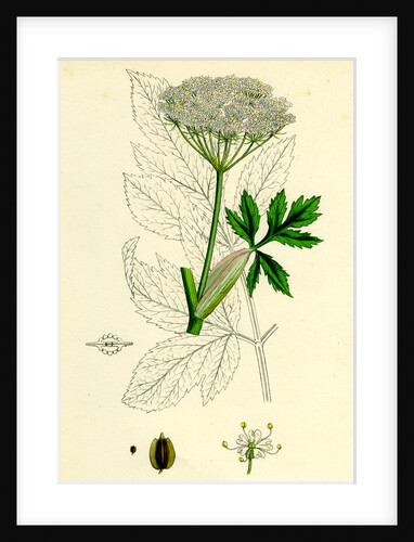 Peucedanum Ostruthium Master-Wort-- by Anonymous