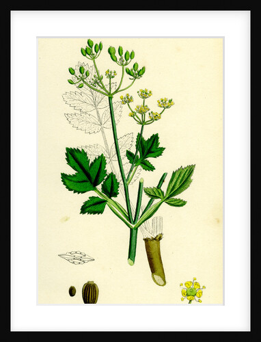 Pastinaca Sativa Wild-Parsnip by Anonymous
