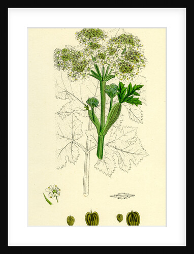 Heracleum Sphondylium Common Cow-Parsnip by Anonymous