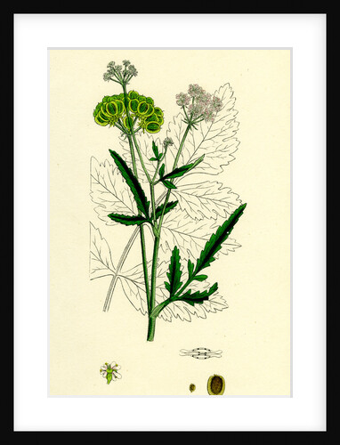 Tordylium Maximum Great Hart-Wort by Anonymous