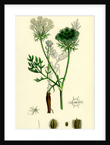 Daucus Carota Wild Carrot by Anonymous
