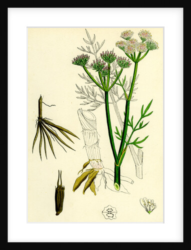 Oenanthe Silaifolia Sulphurwort Water-Dropwort by Anonymous