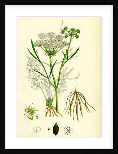 Oenanthe Lachenalii Parsley Water-Dropwort by Anonymous