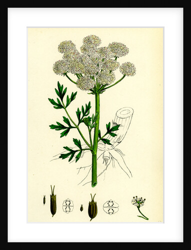 Oenanthe Crocata Hemlock Water-Dropwort by Anonymous