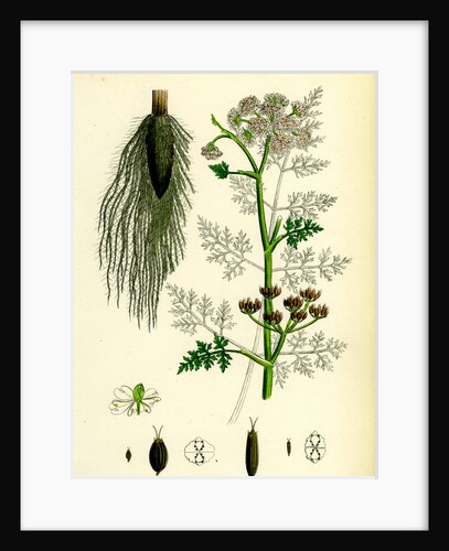 Oenanthe Phellandrium Fine-Leaved Water-Dropwort by Anonymous