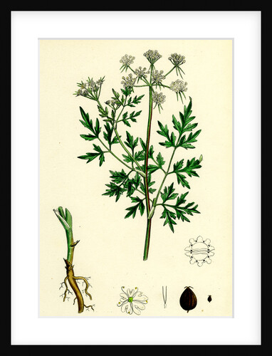 Aethusa Cynapium Common Fool's-Parsley by Anonymous