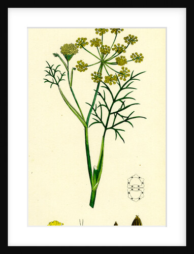 Foeniculum Vulgare Common Fennel by Anonymous