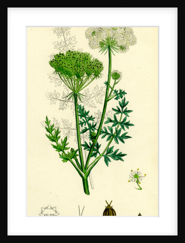 Seseli Libanotis Mountain Meadow-Saxifrage by Anonymous